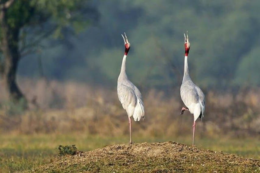 Keoladeo National Park-1